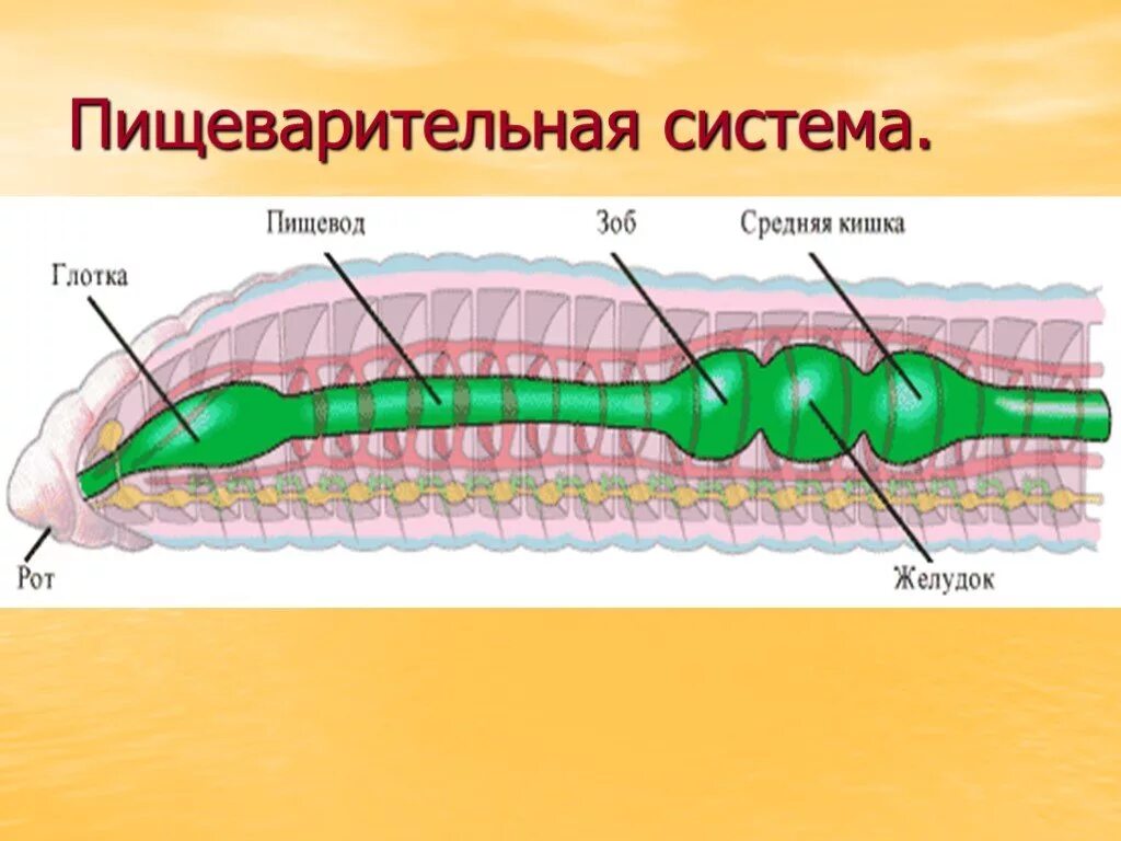 Пищеварительная система кольчатых червей 7 класс. Пищеварительная система кольчатых червей 7 класс биология. Дыхательная система кольчатых червей 7 класс. Система строения кольчатых червей. Рисунок строения червя