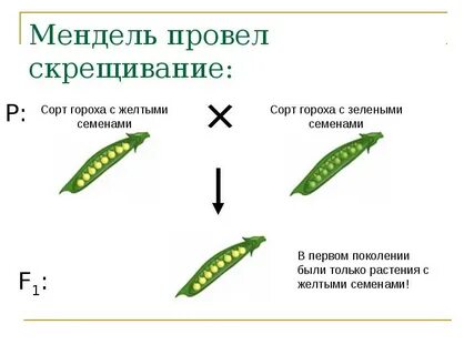 Мендель использовал 34 сорта гороха