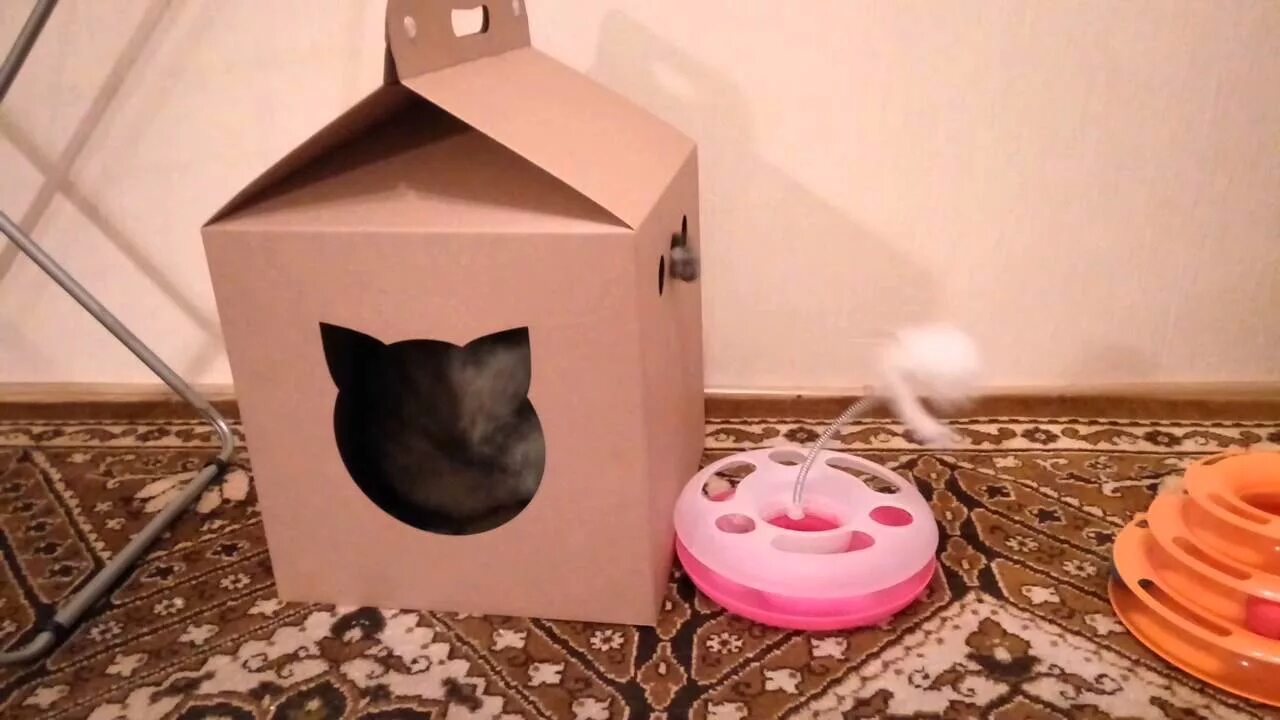 Как сделать котенка домашним