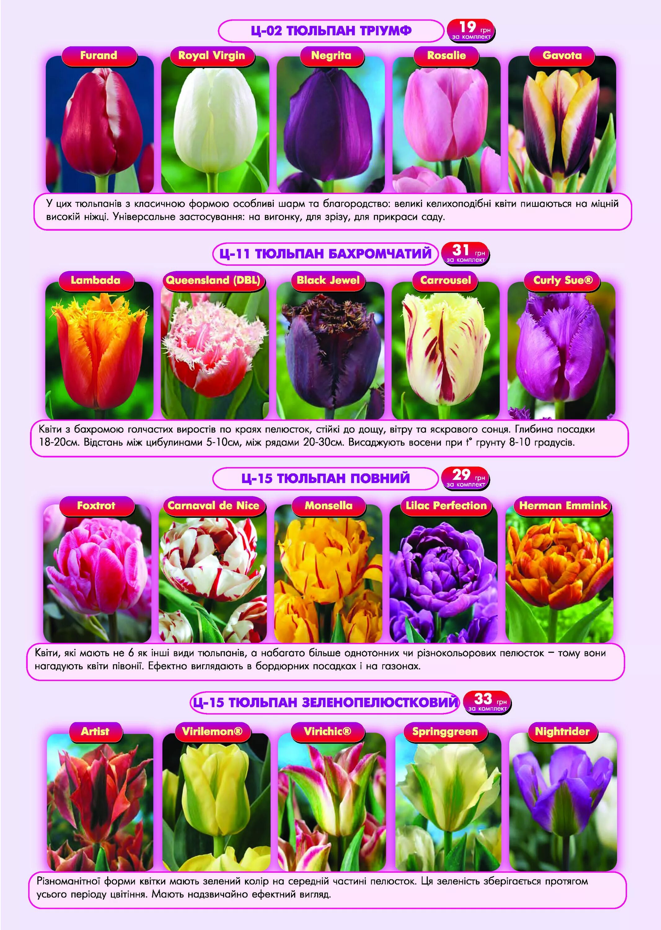 Тюльпан попугайный эстелла рижнвельд. Тюльпан лех валенса. Тюльпан дабл сенсейшен. Тюльпан сорт presto. Тюльпан дабл эрли микс.