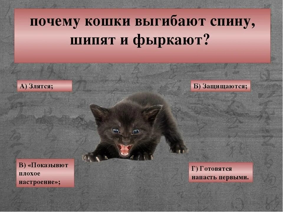 Почему кот шипит. Кошка шипит. почему кошки шипят. почему коты фыркают.