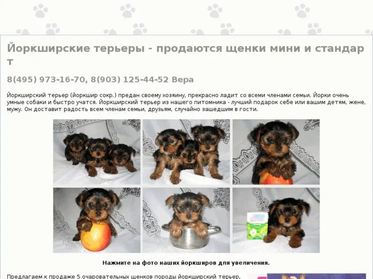 чихуахуа шпиц йоркширский терьер. груминг. вычесанный йоркширский терьер. йоркширский терьер аллергодерматоз. что нужно для йоркширского терьера.