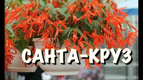 Бегония санта круз