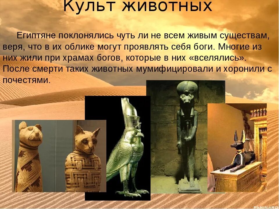 Почему в египте было. Культ животных в древнем Египте. Тотемизм в древнем Египте. Древний Египет культ жи. Священные животные древнего Египта.