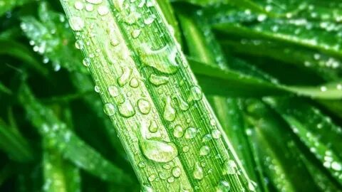 Natural plant