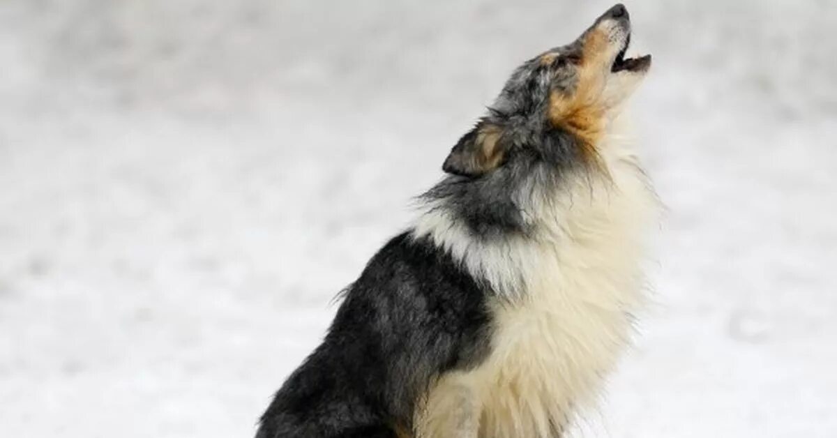 Собака во дворе ночью. Вой собаки во дворе. Вой собаки во дворе. Вой собаки во дворе. Врешь собака.