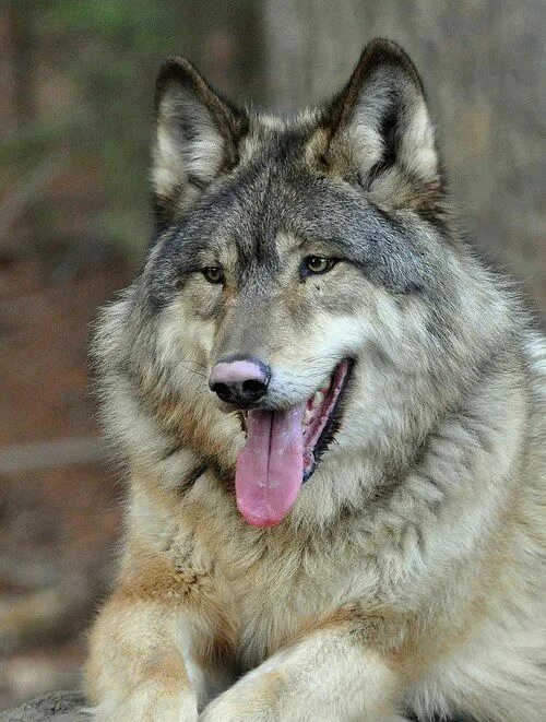Wolf look-alike Siberian Husky (@ninja.vom.wolfstor) * Fotos y vídeos de Instagr