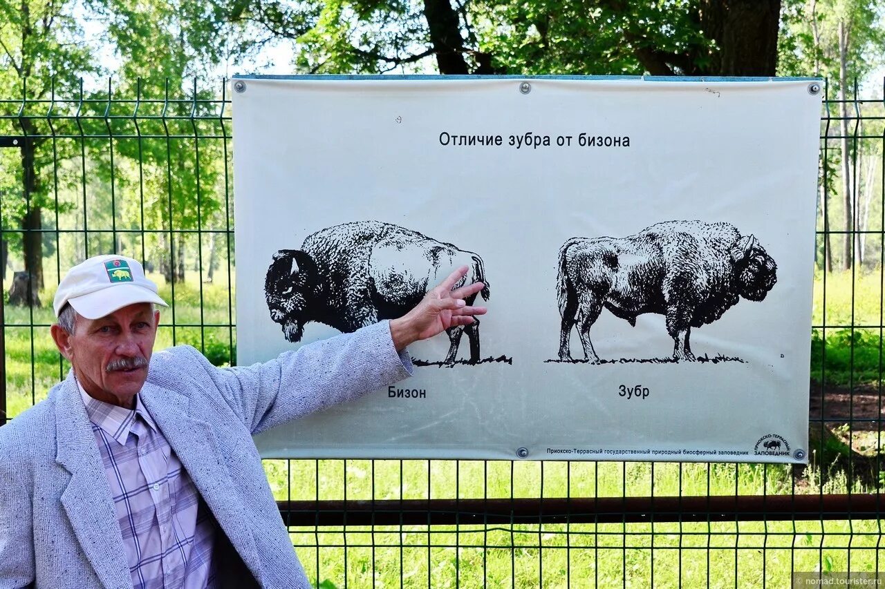 Отличие зубра от бизона. Бизон зубр буйвол различия. Зубр бизон зубробизон. Чем отличается зубр от бизона фото. Отличие зубра от бизона.