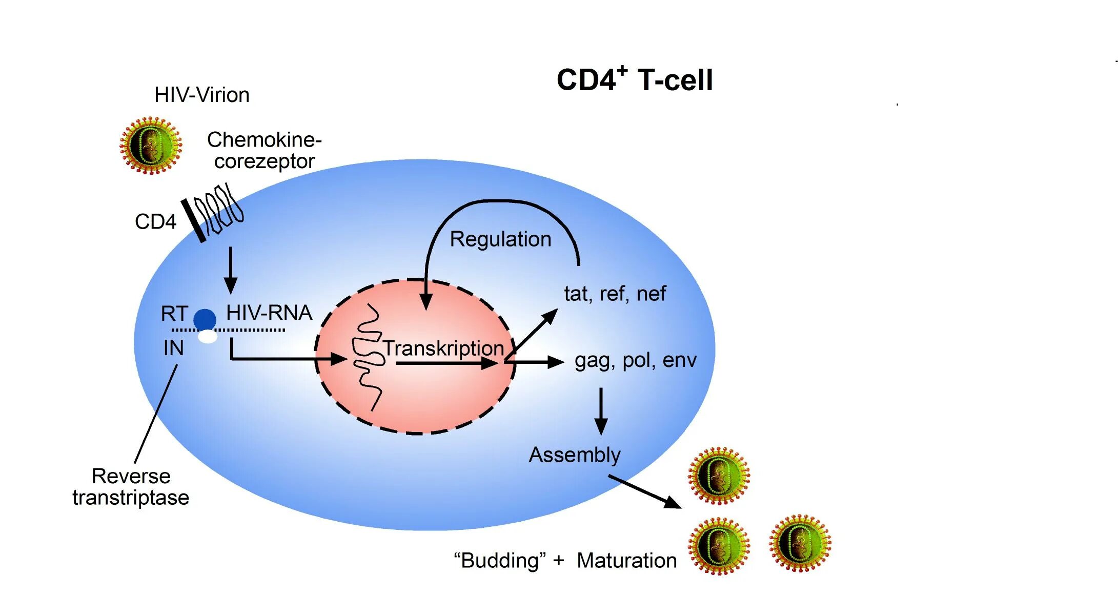 HIV cd4. Cd4 клетки. Cd4 Рецептор. HIV pathogenesis. Human immunodeficiency virus 1