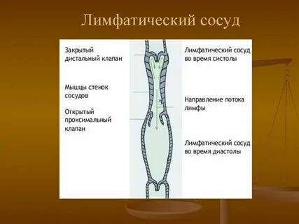 Слои лимфатических сосудов