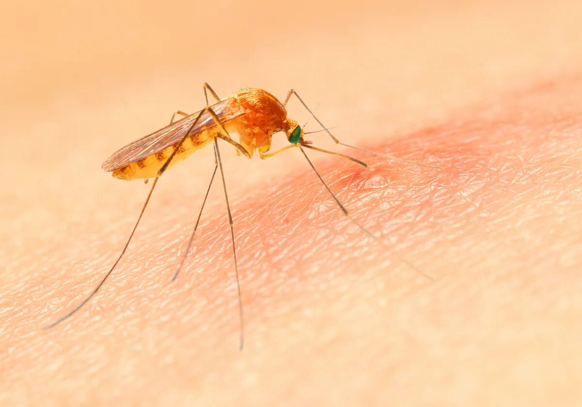 Малярия укусы комаров. Укус малярии малярийный комар. Комар желтолихорадочный укус. Укус комара под микроскопом.