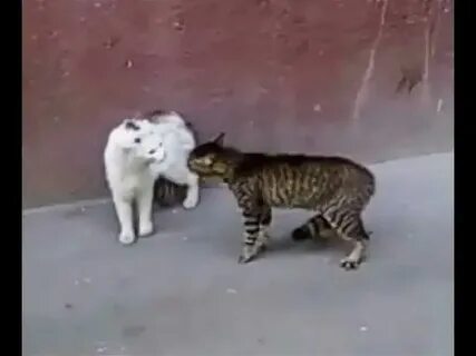 Крик кота зовущего слушать
