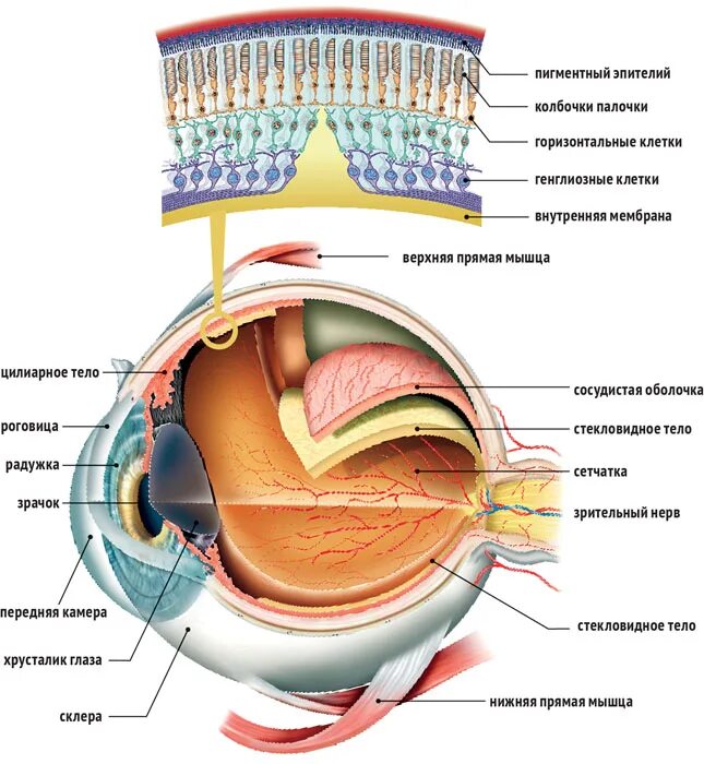 Структура палочек и колбочек в глазу человека. Строение глаза сетчатка глаза. Оболочки глазного яблока колбочки и палочки. Строение сетчатки глаза.
