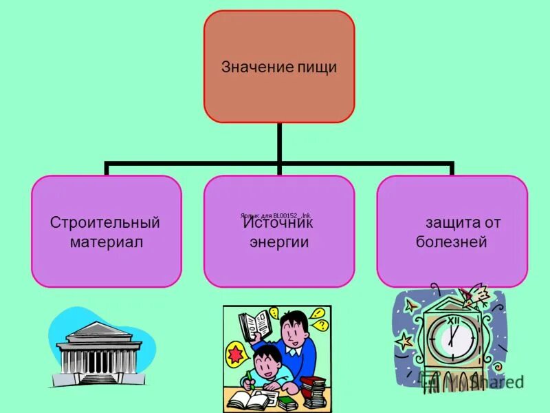 Сообщение значение питания. Значение питания. Значение питания в жизни и деятельности людей. Значение питания для человека. Значение еды.