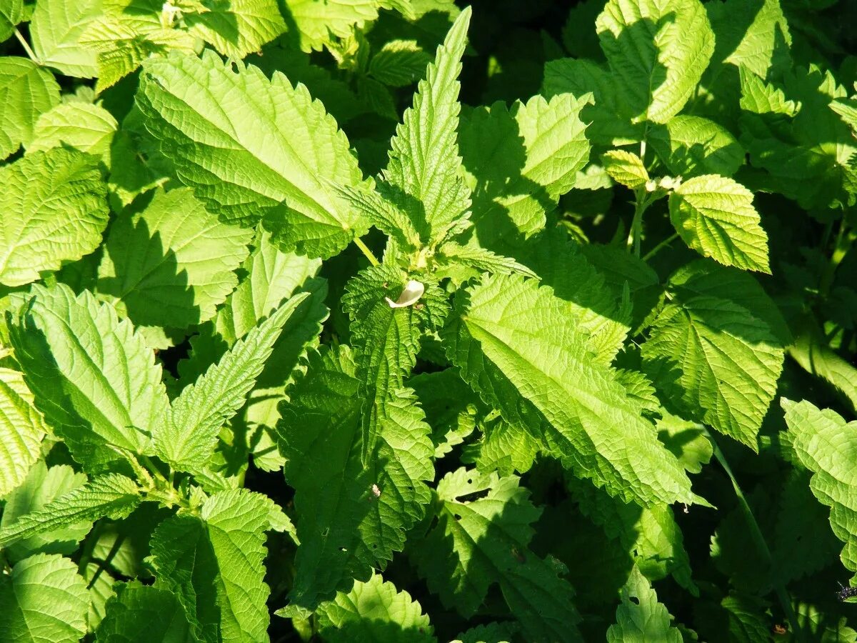 Крапива двудомная (Urtica dioica). Крапива двудомная (Urtica dioica l.). Мята двудомная. Перилла крапива. Мокрой крапивой