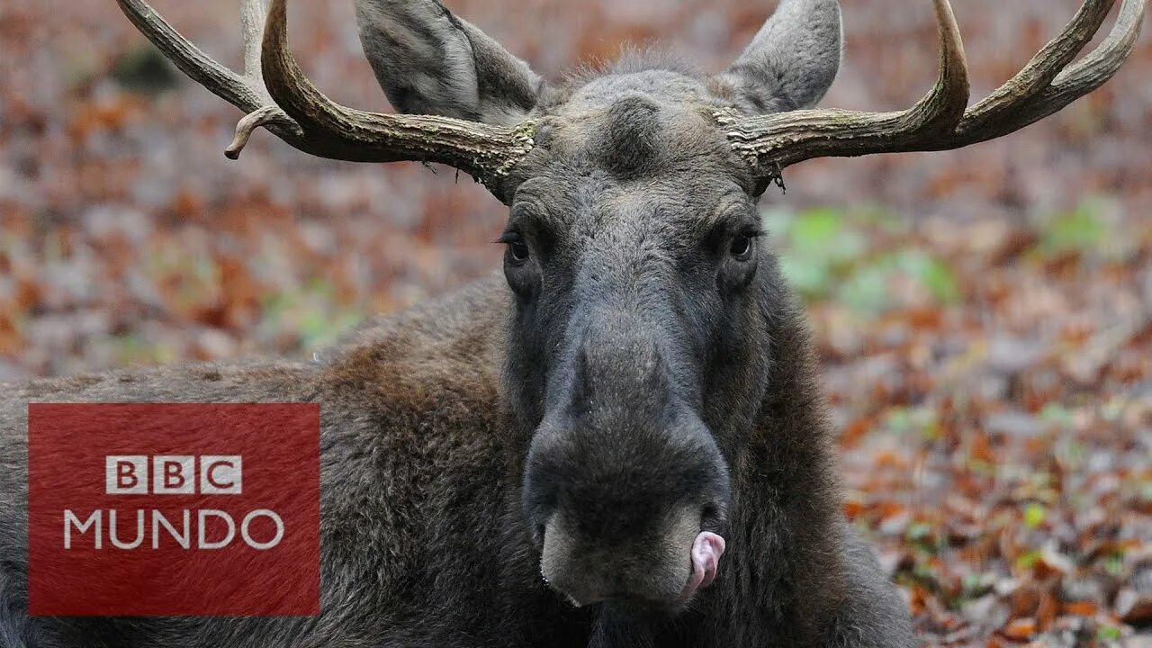 Канадский лось. Дикий лось. Лось очень сильное осторожное и умное животное. Лось в городе. Лось лицо.