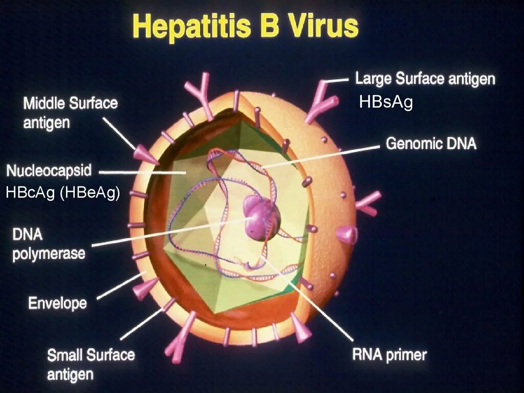 Антиген hepatitis. Антигены гепатита в. Антигены вируса гепатита с. Вирус гепатита в. Гепатит б австралийский антиген.