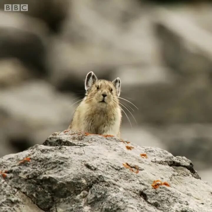 Кричащий суслик в горах. Суслик в горах. Орущий суслик. Суслик на горе. Суслик Орел в горах.