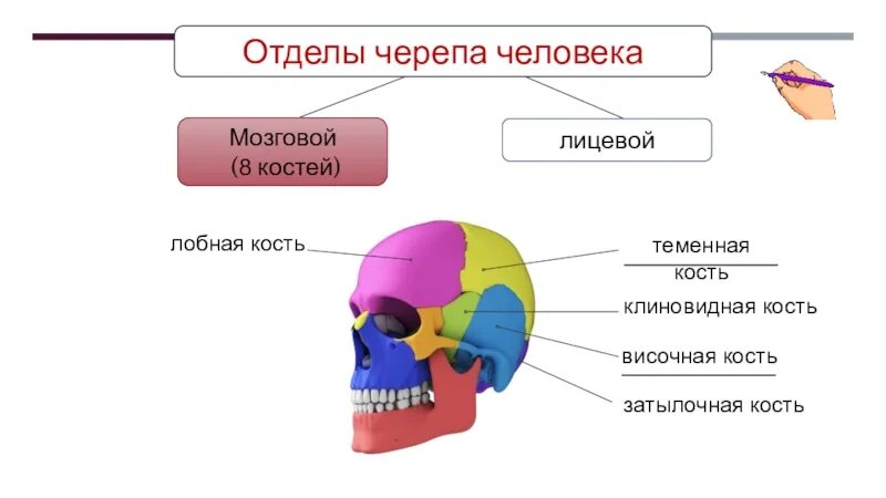 Кости черепа мозговой отдел и лицевой отдел. Отделы черепа. Кости мозгового отдела. Кости образующие мозговой отдел черепа. Строение костей мозгового отдела черепа.