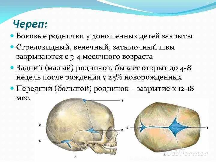 Роднички доношенного ребенка