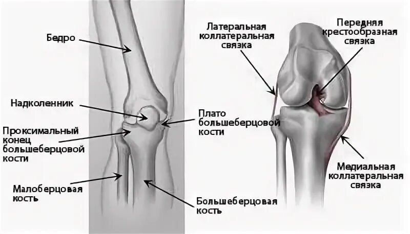 Медиальная мыщелка бедренной кости