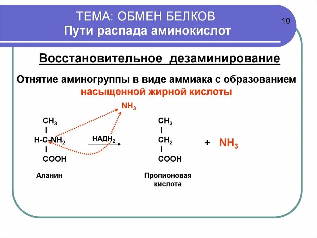 Общая схема распада аминокислот. Общая схема путей распада аминокислот.. Общая схема путей распада аминокислот биохимия. Образование и распада аминокислоты. Конечные продукты белкового