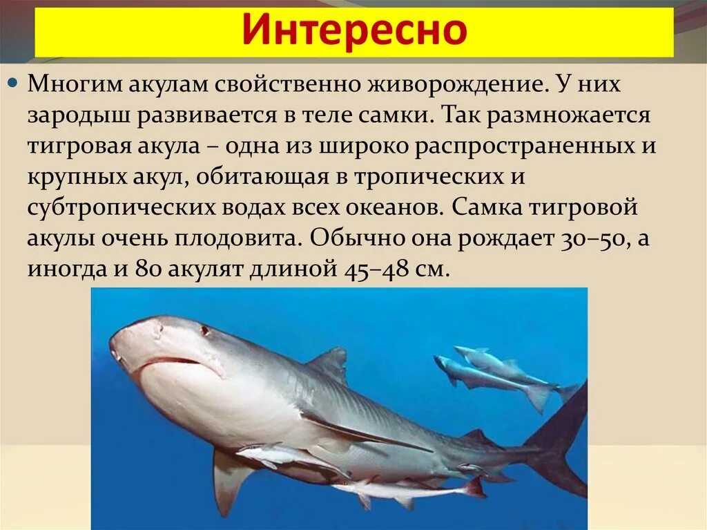 Размножение акул. Живородящие акулы. Живородящие рыбы акулы. Какое оплодотворение характерно для костных рыб