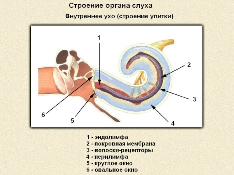 Строение улитки внутреннего уха. Внутреннее ухо строение анатомия улитка. Схема строения улитки внутреннего уха. Строение улитки внутреннего уха анатомия. Отметь характеристики части органа слуха