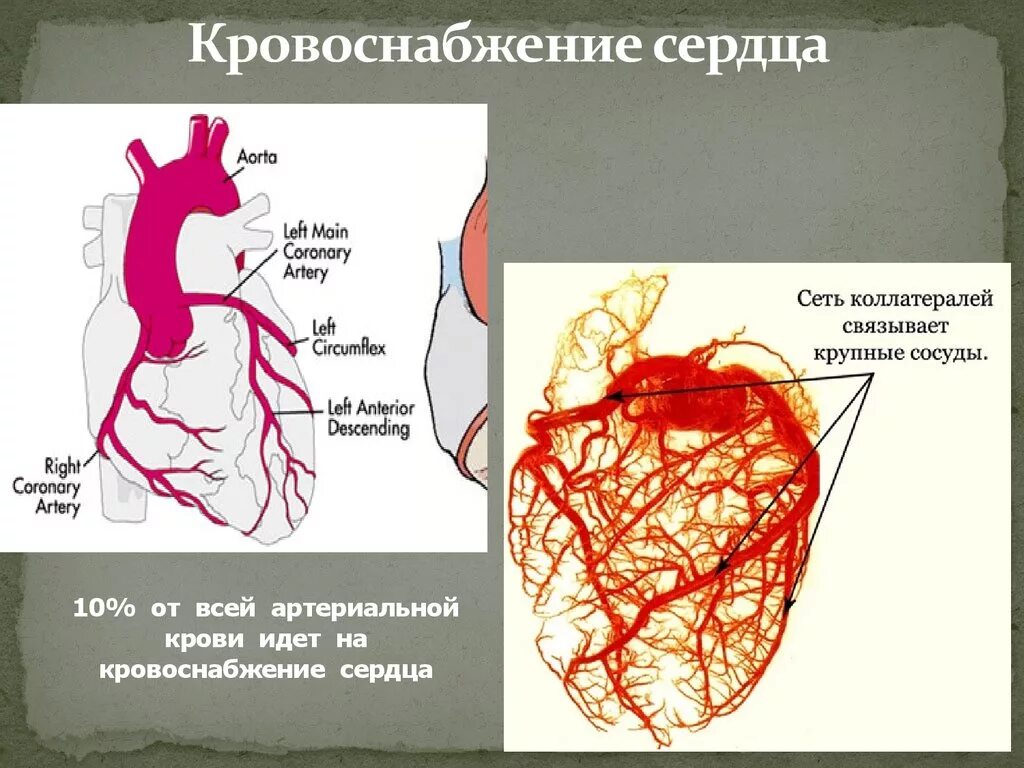 Коронарные артерии кровоснабжают. Топография венечных артерий сердца. Коронарные артерии венечные вены. Кровоснабжение сердца топография. Коронарные сосуды сердца анатомия.