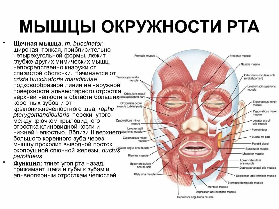 Губы мышцы рта. Мышцы лица. Круговая мышца рта анатомия. Мышцы окружности рта анатомия.