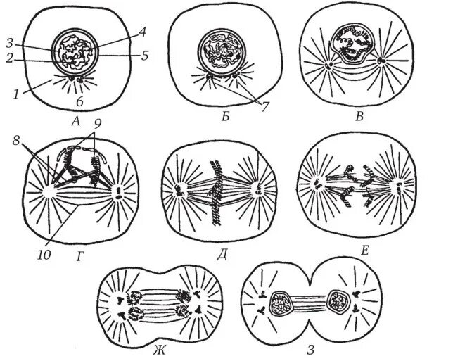 Аппарат деления клетки. Деление клетки митоз схема. Схема деления митоза. Митоз диплоидной клетки схема. Телофазы митоза центриоль.