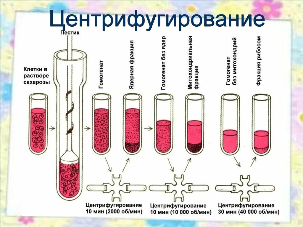 Центрифугирование метод изучения. Метод исследования клетки центрифугирование. центрифугирование белков биохимия. фракционирование клеточных структур методом центрифугирования. ультрацентрифугирование гистология.