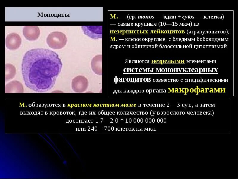Много моноцитов это