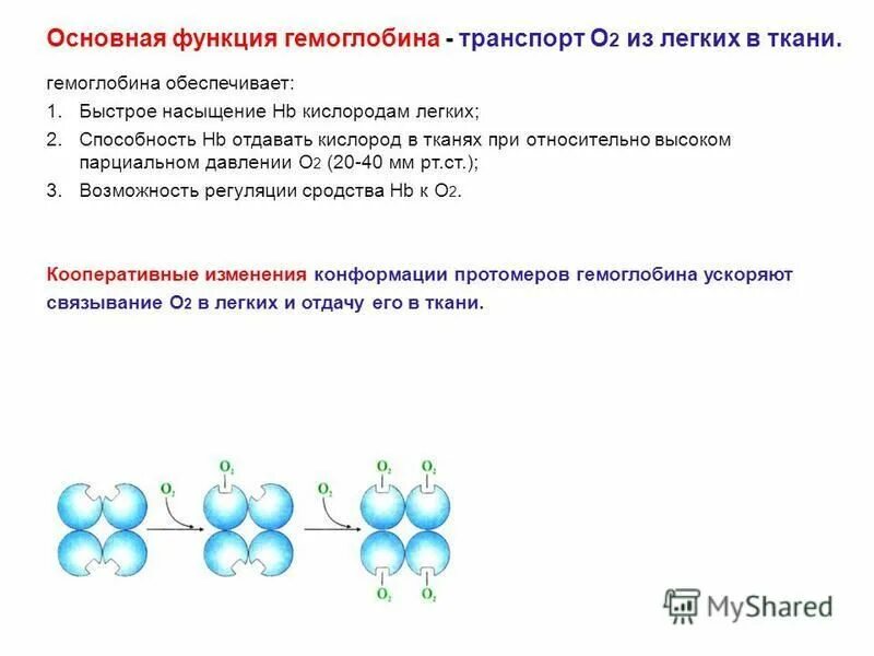 Схема функционирования гемоглобина. Выберите из списка функции гемоглобина. Белок гемоглобин функция. Функции гемоглобина физиология. Выберите из списка функции гемоглобина.