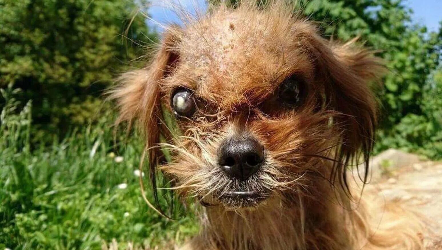 китайская хохлатая. китайская хохлатая собака уродливая. китайская хохлатая сутулая. китайская хохлатая собака злая. необычные собаки.