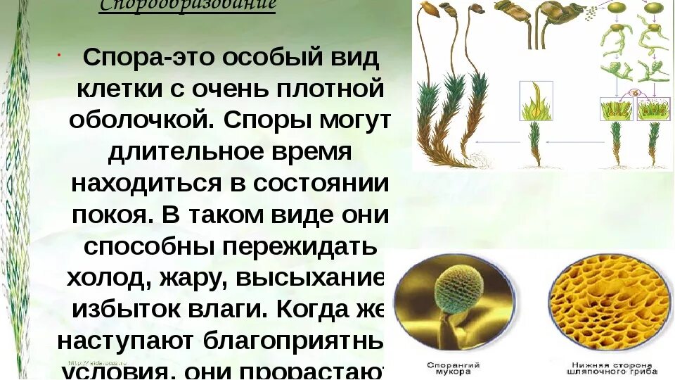 В решении спора основой. Спора это в биологии. Спора это в биологии кратко. Споры это в биологии кратко. Спора это кратко.