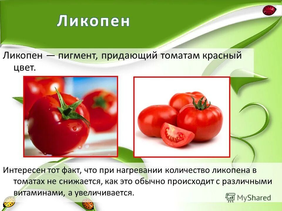 крахмал в помидорах. косметика из томатов. помидор с лицом. крахмал в помидорах. крахмал в помидорах.