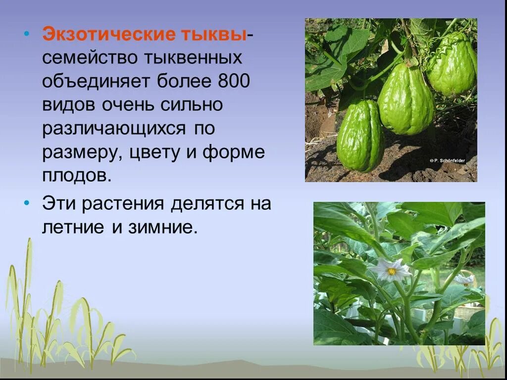 Значение тыквенных. Семейство тыквенные. растения семейства тыквенных. плод семейства тыквенных. семейство тыквенные презентация.
