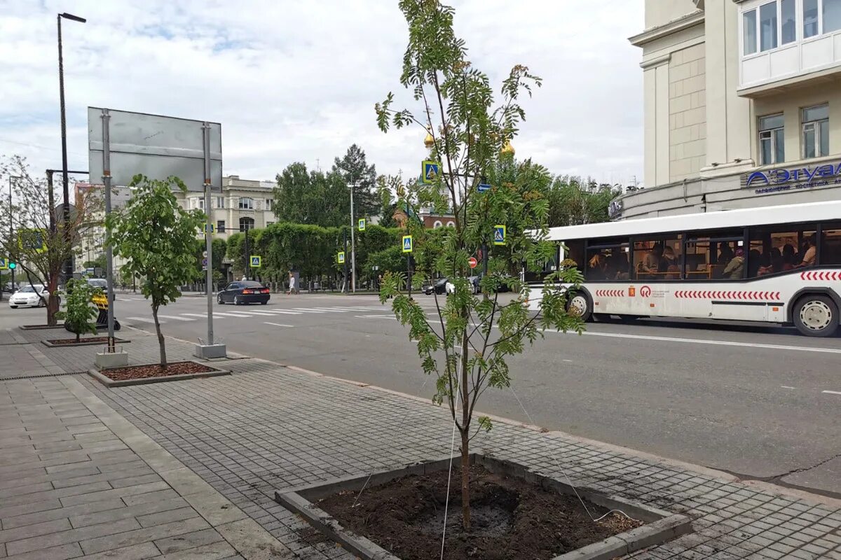 Зеленые улицы москвы. Благоустройство улиц в европе. Приподнятые клумбы городские кортен. Посадка зеленых насаждений. Озеленение у дорог в городах.