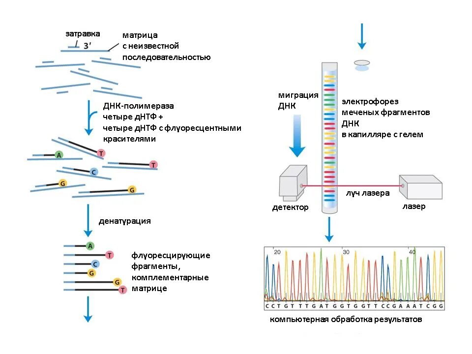 Метод секвенирования днк. Секвенирование метод Сэнгера. Секвенирование метод анализа ДНК. Секвенирование ДНК метод Сэнгера. Схема химического секвенирования ДНК.