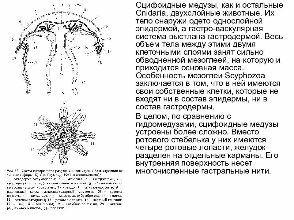Внутреннее строение сцифоидной медузы. Схема строения сцифоидной медузы. Схема строения сцифоидной медузы. Медуза корнерот строение. Медуза корнерот строение тела.
