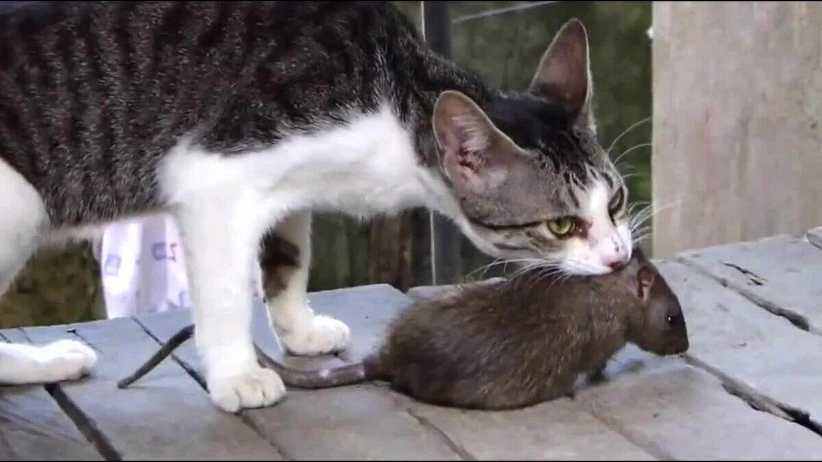 К чему снится прогонять кошку
