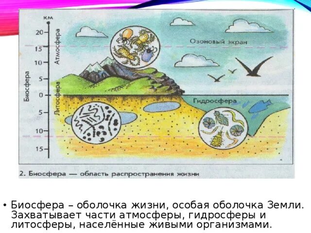 Распространение жизни в атмосфере ограничивает. Биосфера оболочка жизни. Схема связь биосферы с другими оболочками земли. Карта по географии Биосфера оболочка земли. Оболочки земли рисунок.