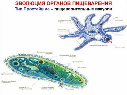 Органы пищеварения у простейших таблица