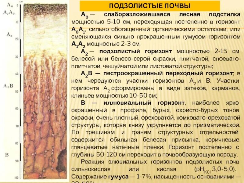Серые лесные почвы мощность гумусового горизонта. Мощность гумусового горизонта подзолистых почв. подзолистые почвы. почвенный горизонт а1. мощность гумусового горизонта дерново-подзолистых почв.