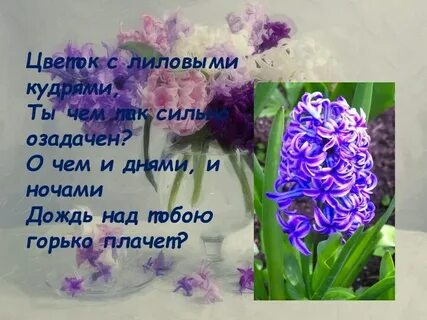 Гиацинт стихи
