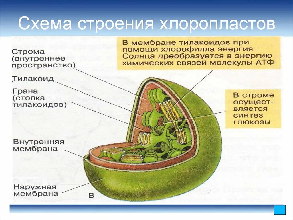 В хлоропластах синтезируется. Схема строения хлоропласта. Строение тилакоиды хлоропластов. Схематическое строение хлоропласта. Строение хлоропласта 6 класс биология.