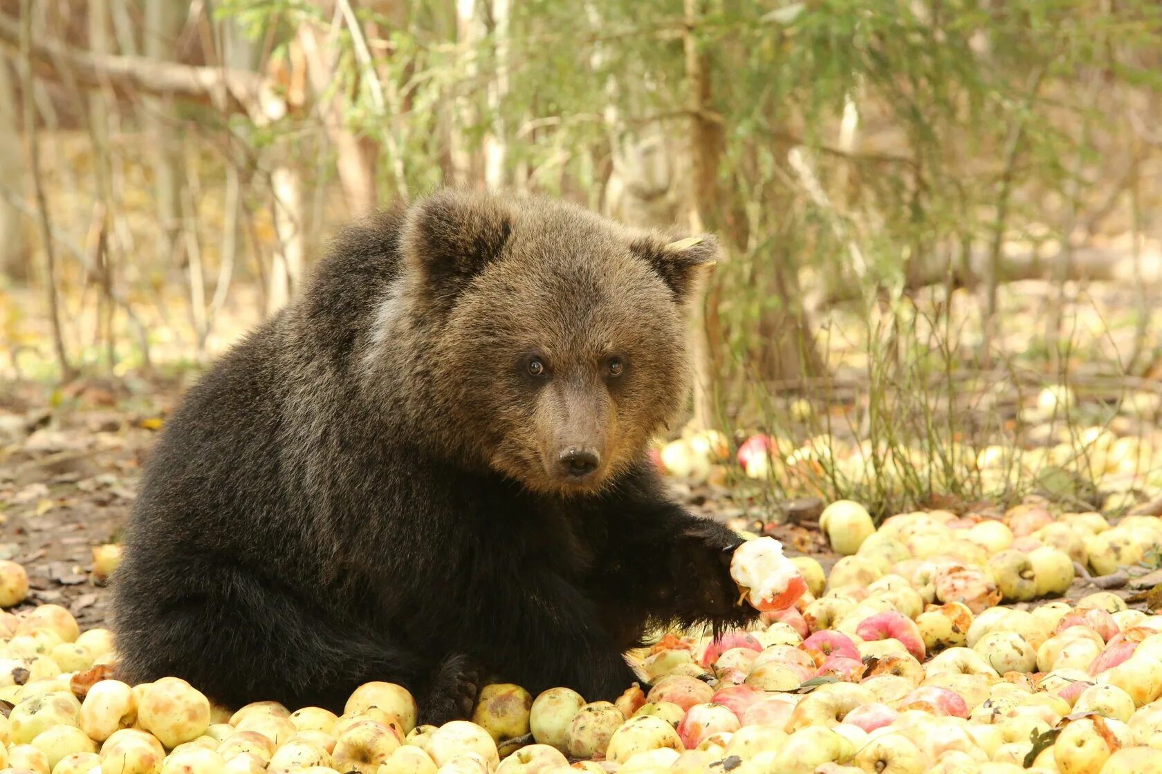 Медведь съедобный. Медведь Гризли ест ягоды. Бурый медведь питается. Бурый медведь ест. Бурый медведь ест ягоды.