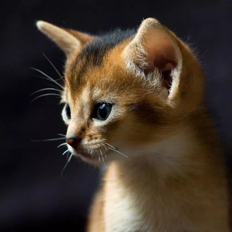 Какого нибудь кота