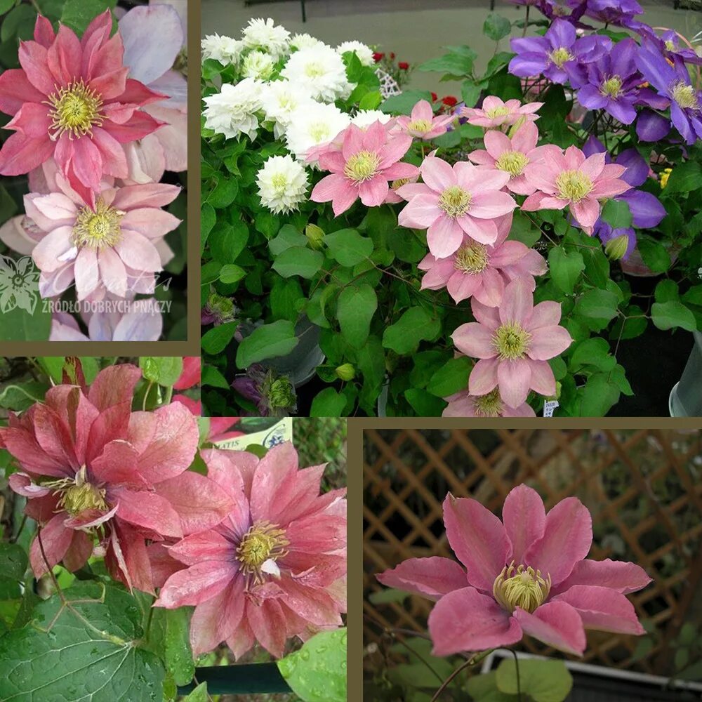 клематис литтл мермейд. клематис русалочка. коралловый клематис. клематис персиковый. клематис литтл мериенд.